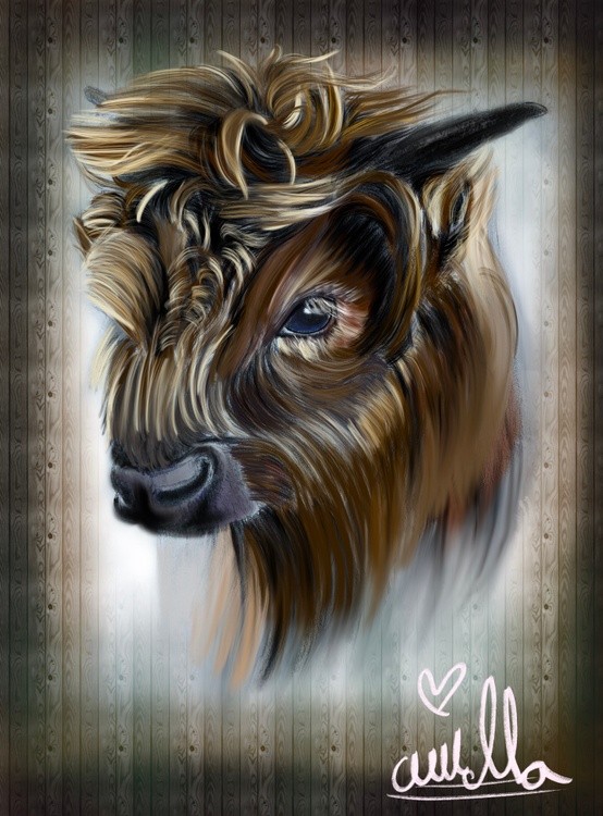 A highland calf