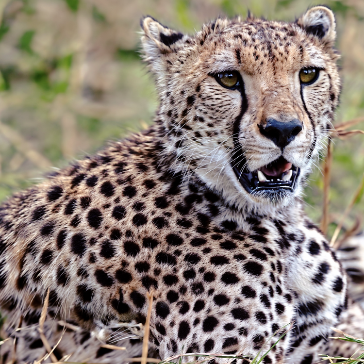  Wild animals. tiger, life, cheetah, jaguar, wild, nature, animals, animal world, lion,