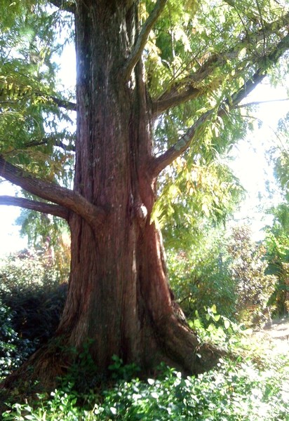 Tree of Life