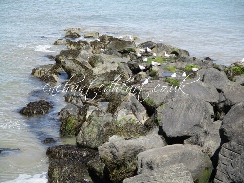 Gull Island