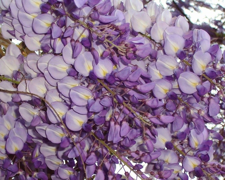 Purple Wisteria