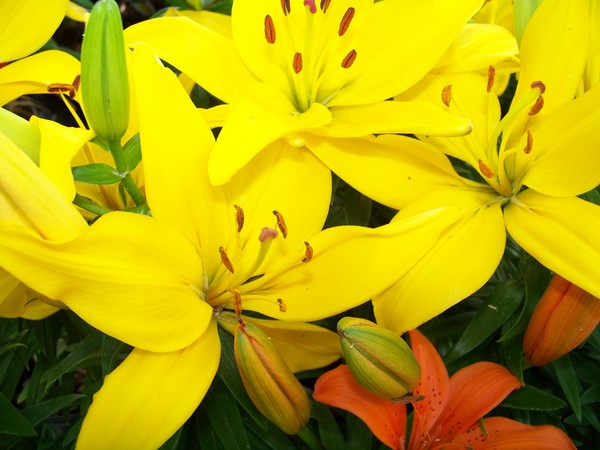Flowers at the Store