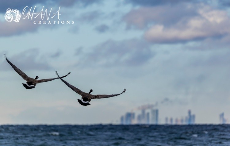 Taking Flight