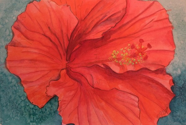 HIBISCUS