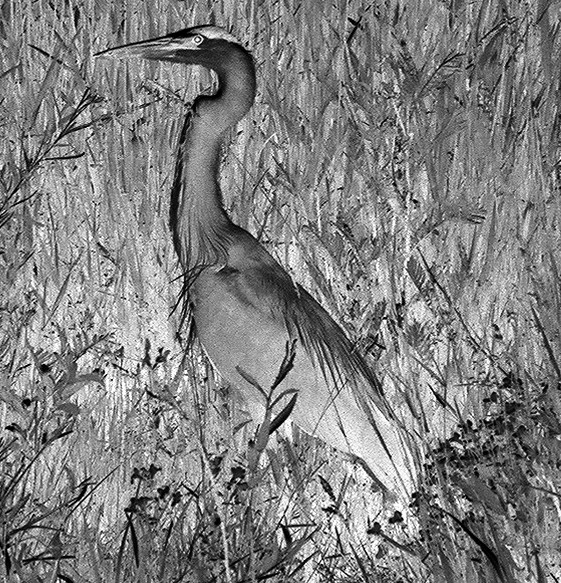 The Crane
