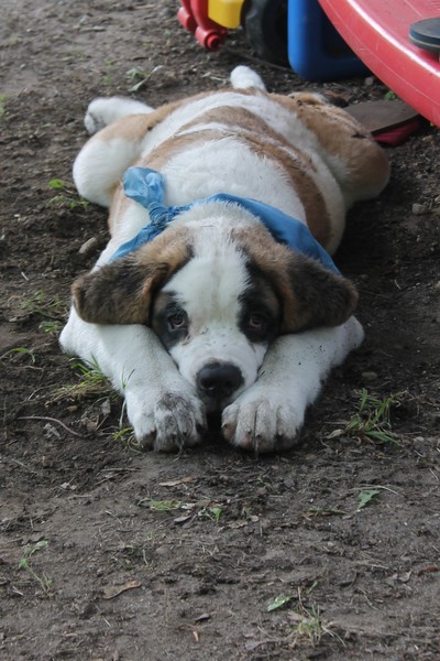 Tuckered Out