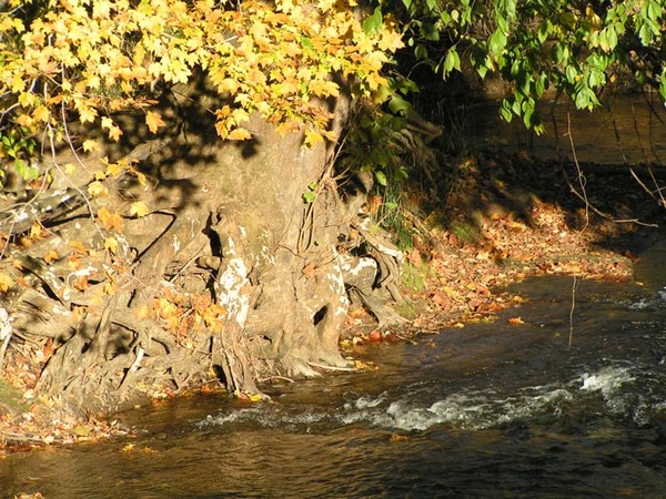 Tree Roots In Clear Creek