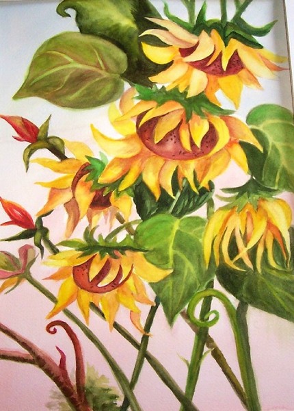 Sunflowers
