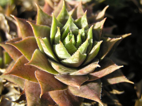 Simple Beauty