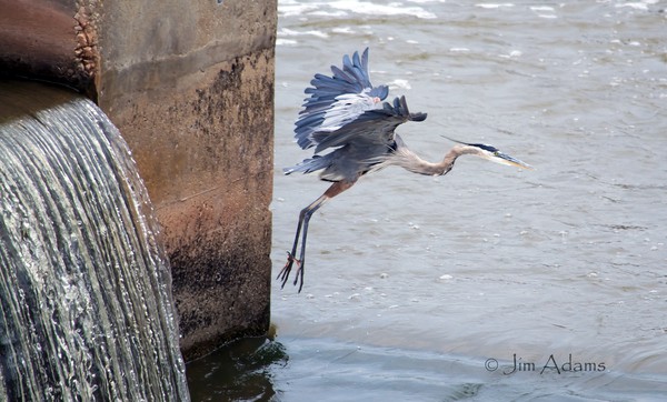 Great Blue Heron