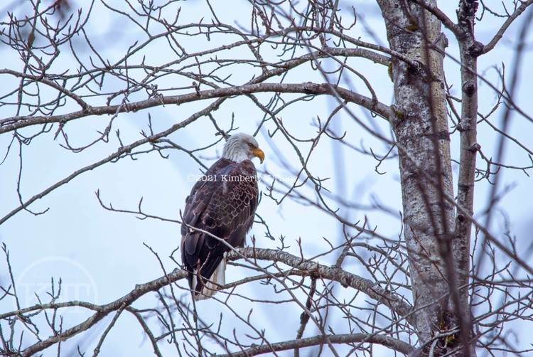 Bald Eagle P2855