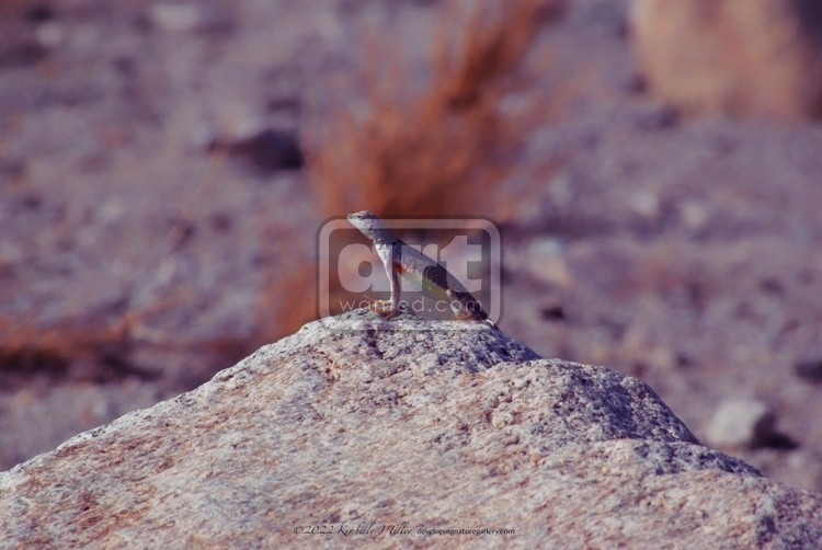 Zebra-tailed Lizard P8424