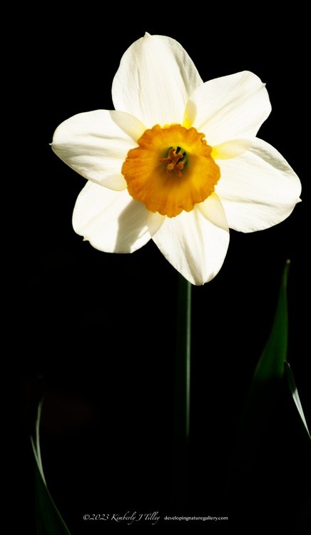 Daffodil P0349