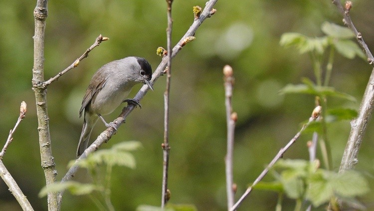 Black Cap