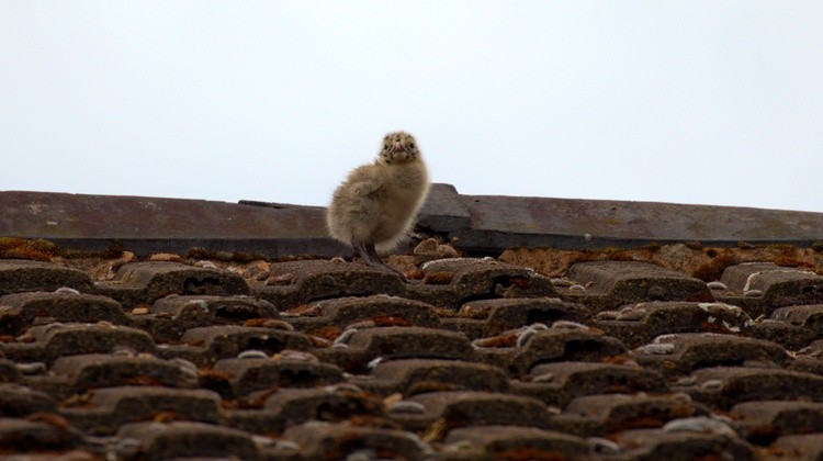 On The Tiles