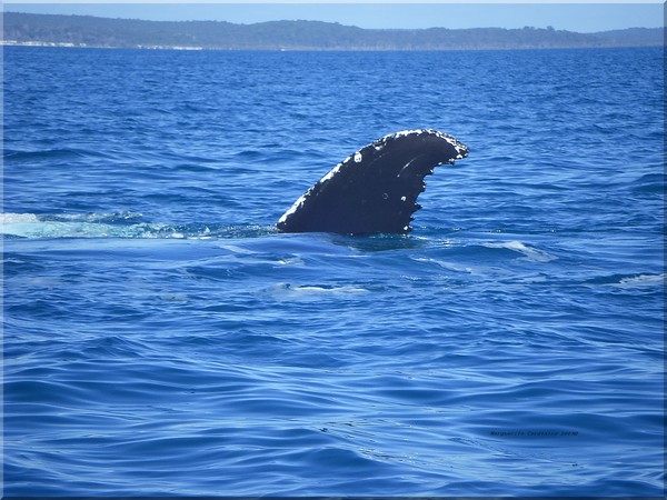 Humpback Whale