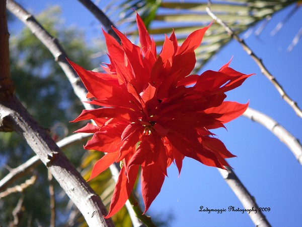 Poinsettia