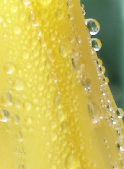 Tulip After Rain