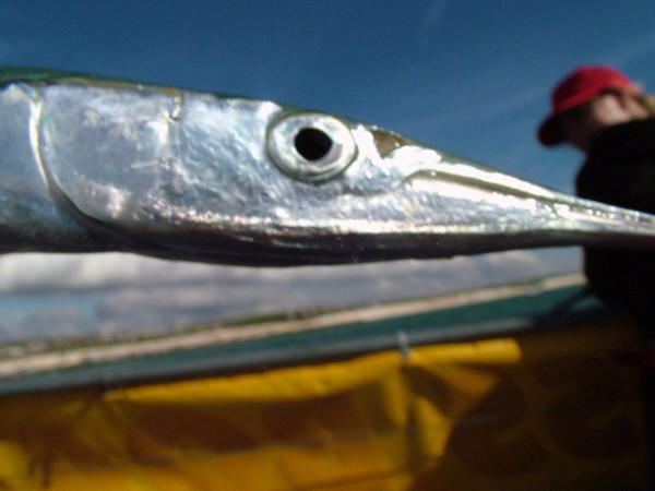 fisho