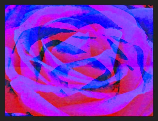 rose horizon