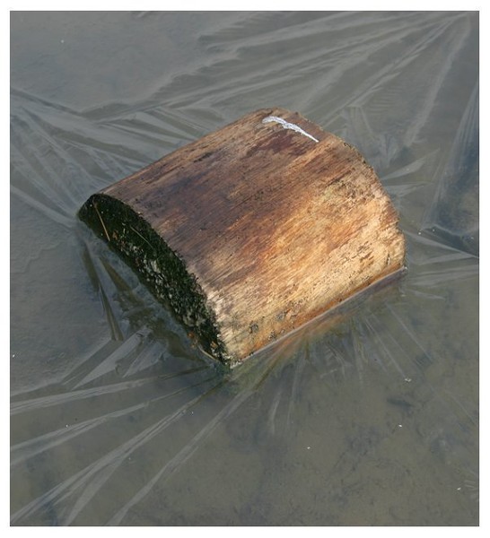 Wood in Plastic
