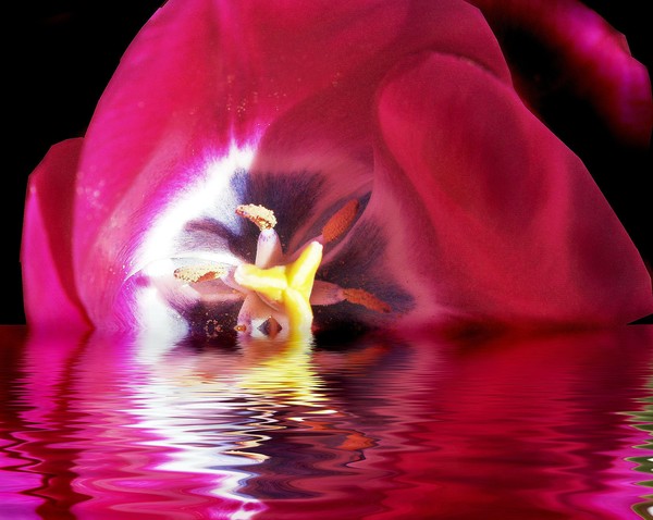 Red Tulip