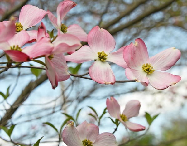 Dogwoods