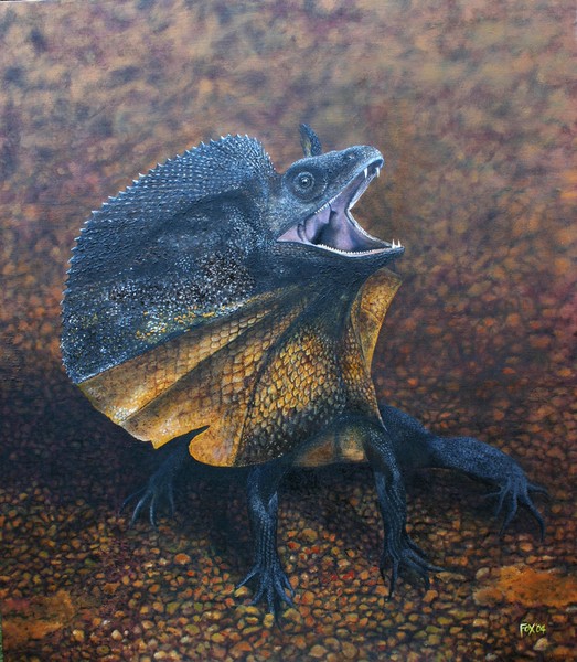 Frilled Neck Lizard