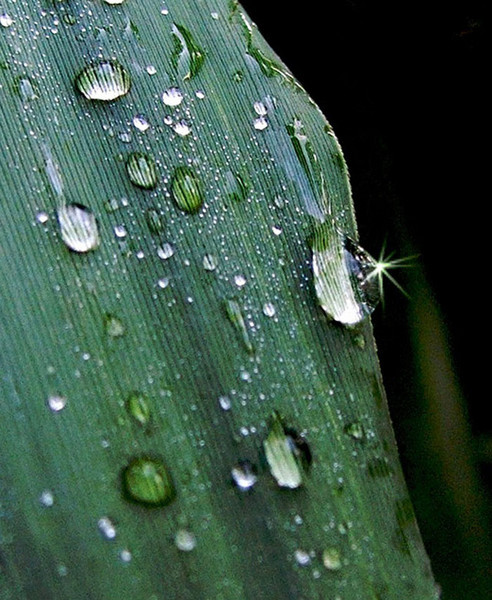 Wet Leaf