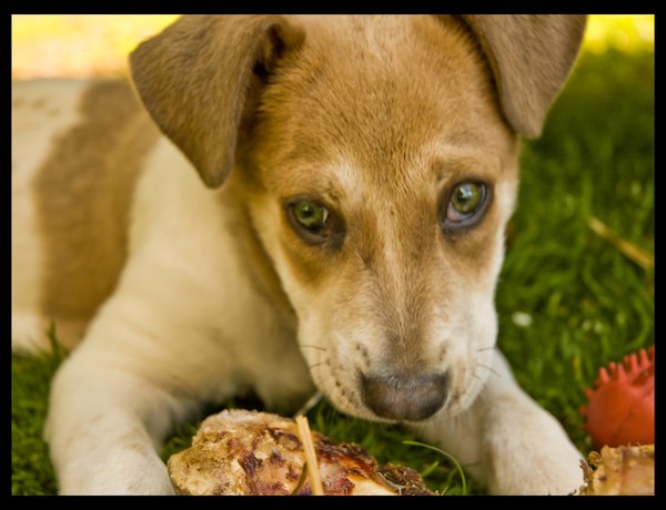 My Puppy