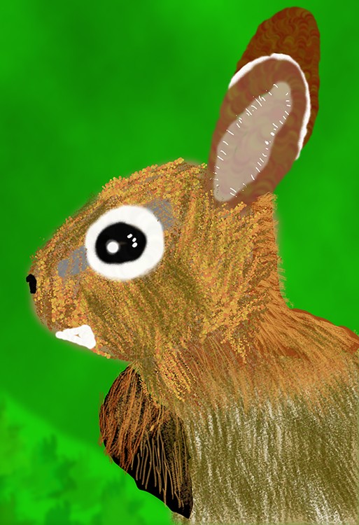 Baby Rabbit  P241