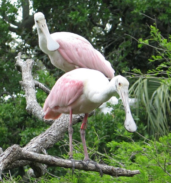Two roseate spoonbills.