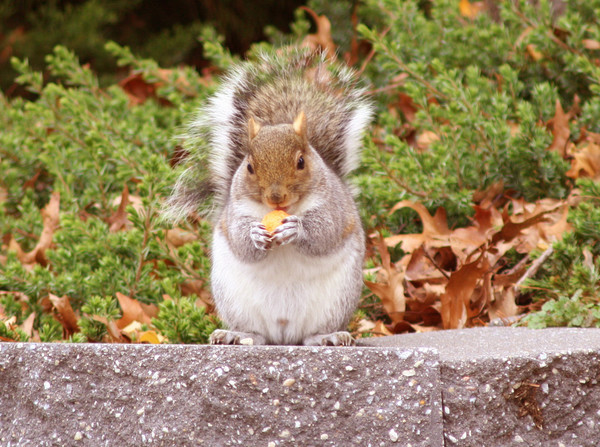 Squirrel 2
