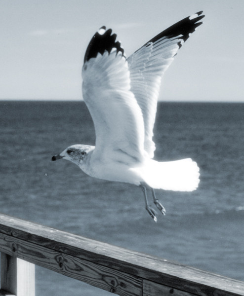 On the Wing