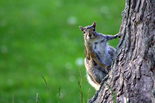 blarkysquirrel