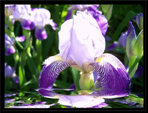 Spring Reflections