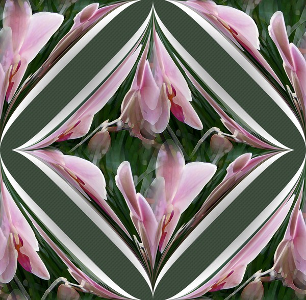 November Orchids (Two)