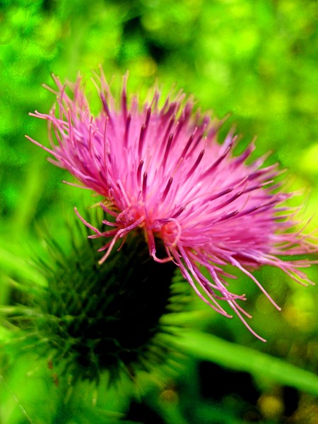 Thistle