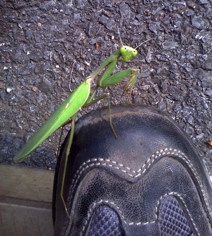 Mantis on My Shoe