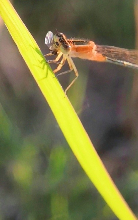 A Dragonfly and Its Breakfast