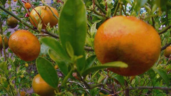 Tangerines