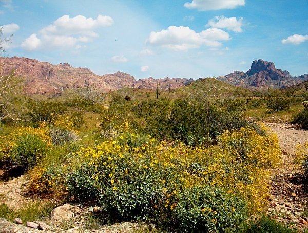 Castle Rock Wilderness Spring