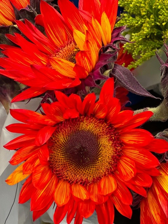 Orange Sunflowers