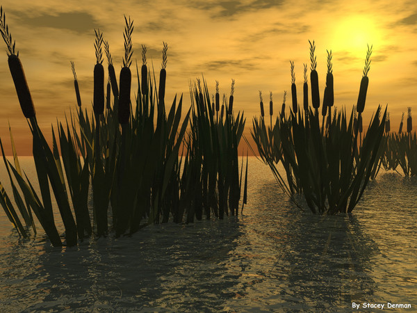 Cat Tails