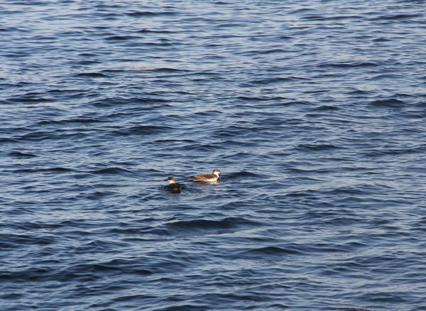 Audobon's Shearwater  Pair
