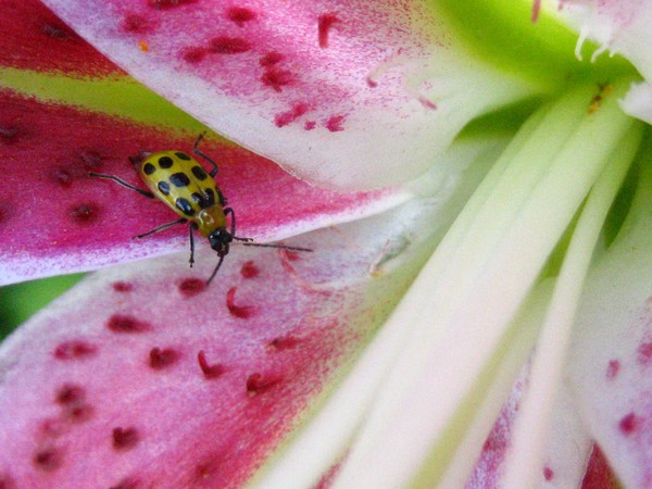 A Bug's Life