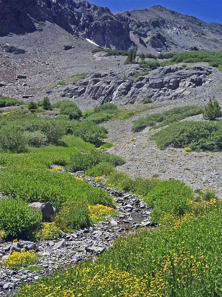 The Brook