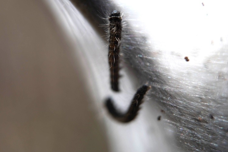 Silk Worms