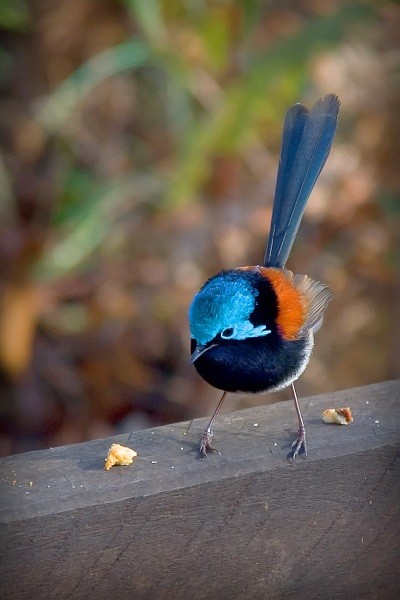Red-winged Fairy Wren