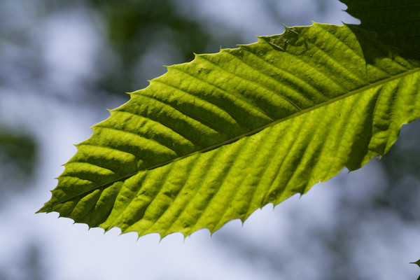 Backlit Leaf
